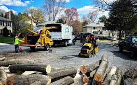 Tree and Shrub Care in Wabasso Beach, FL