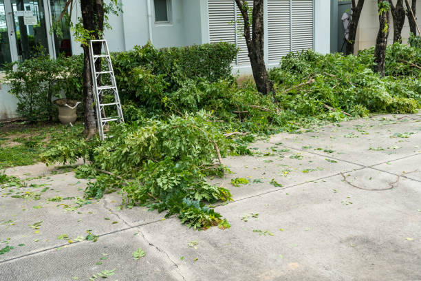 Why Choose Our Tree Removal Services in Wabasso Beach, FL?